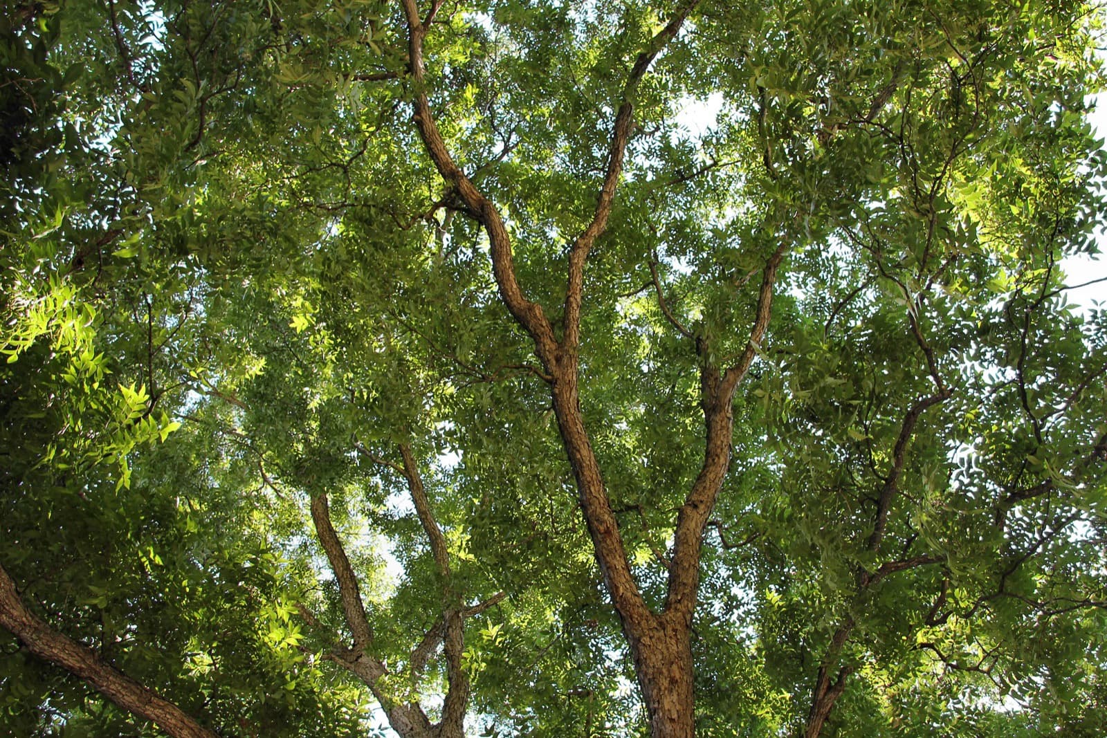 Tree-canopied residential street in Clarksville, Old West Austin